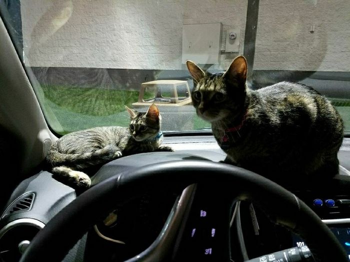 NWR:  Show me your fur babies!