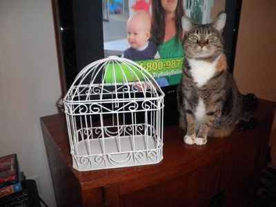 Anyone using a birdcage?