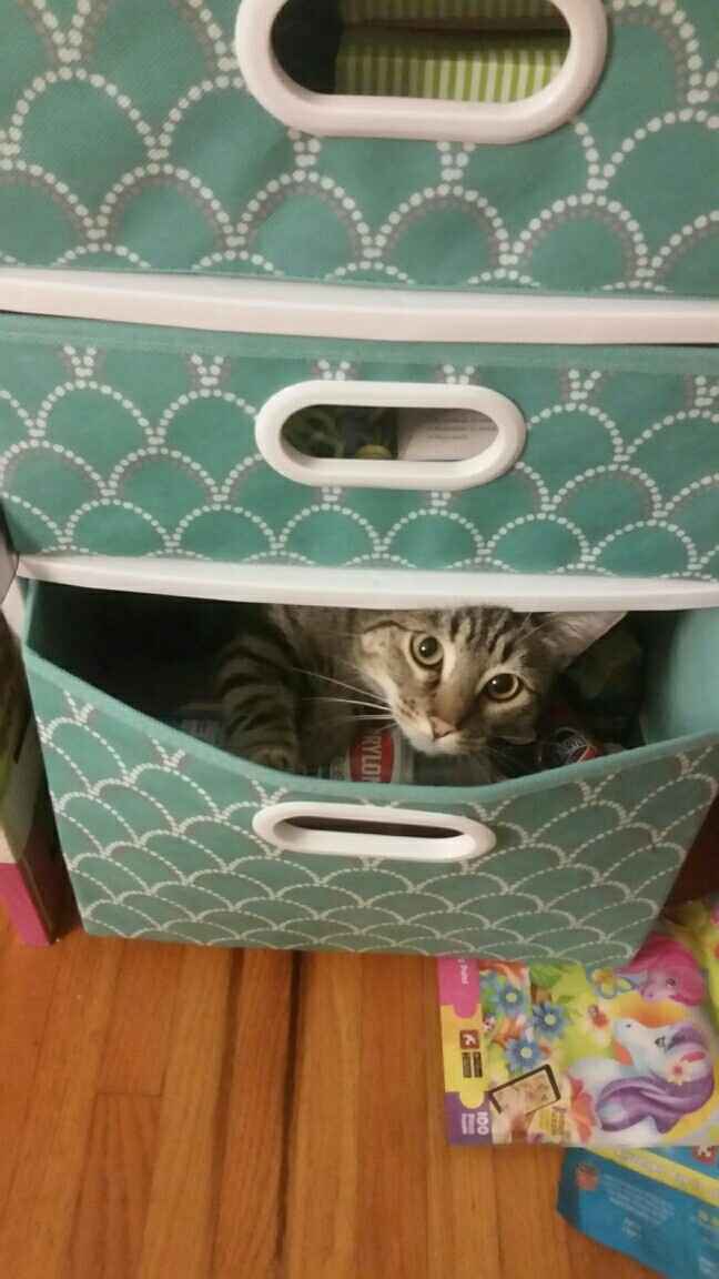 NWR: Tips For Introducing New Cat?