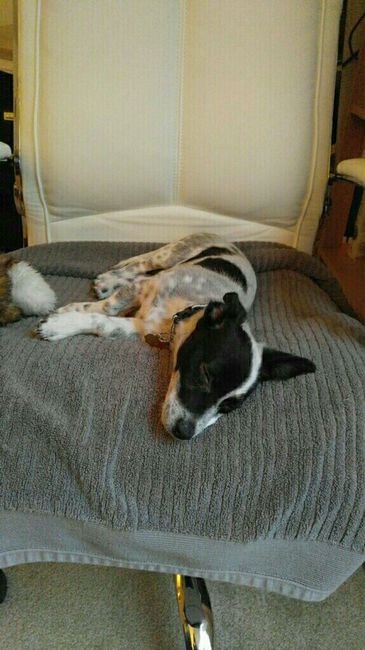 NWR- Furbaby Appreciation Post