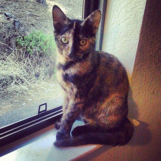 NWR: We Got a Kitten!