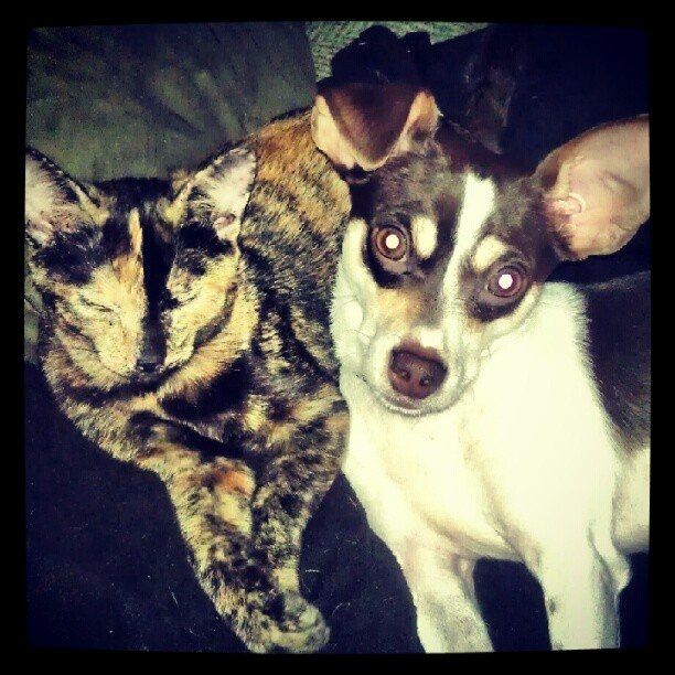Let's see some FUR babies!