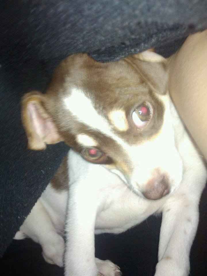 Furbabies then and now