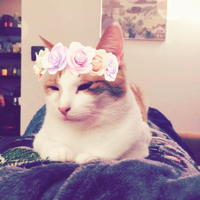 NWR: Show me your fur babies