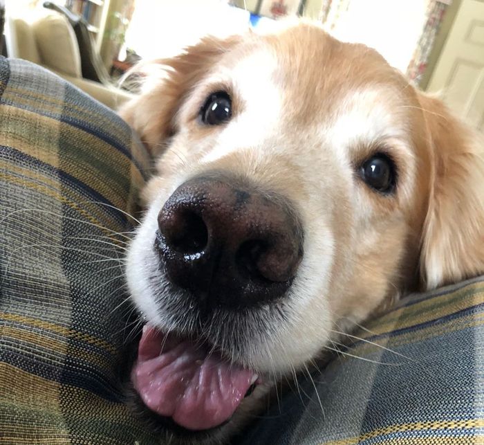 Any pet related stories? - 1