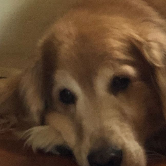 Any pet related stories? - 3