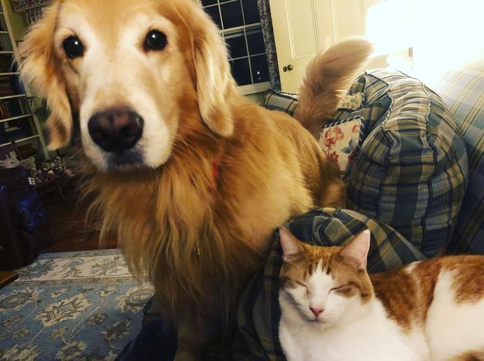 Any pet related stories? - 6