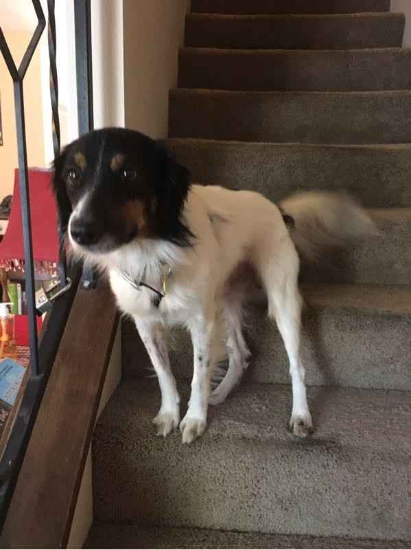 NWR: National Dog Day!