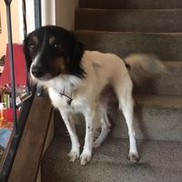 NWR: National Dog Day!