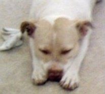 Ode to dogs