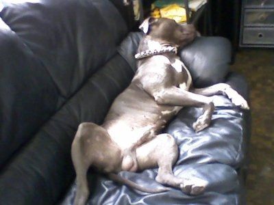 NWR, "pit bull", rant.