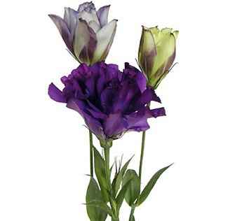 Dark purple flower options