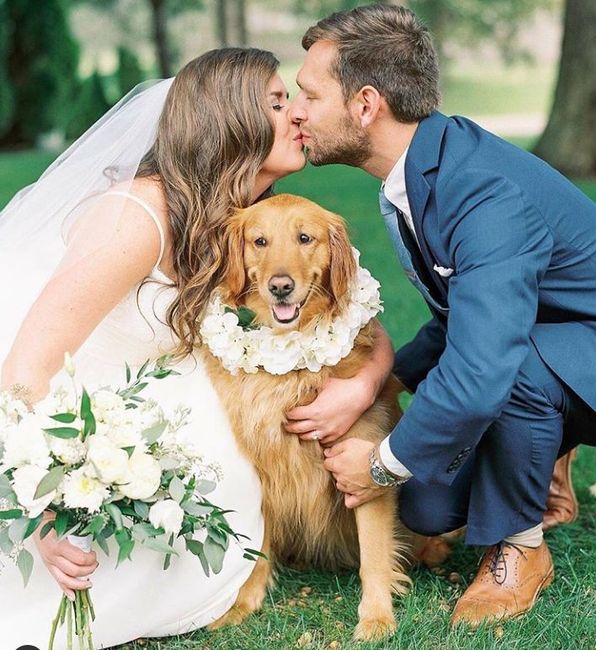 Involving Pets in Wedding Day