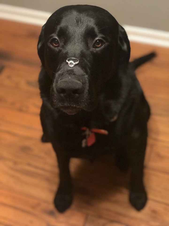 Our "little" pup helped us announce our engagement!