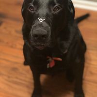 Our "little" pup helped us announce our engagement!