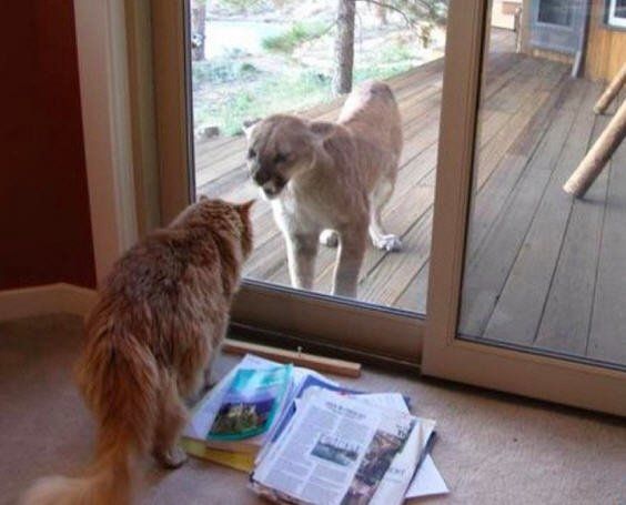 When you realize just how much you love your pets...Rant