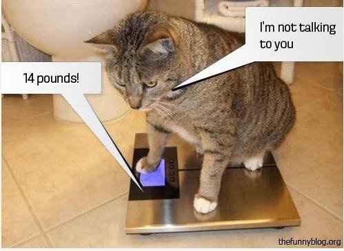 Why are there no Friday animal funnies?