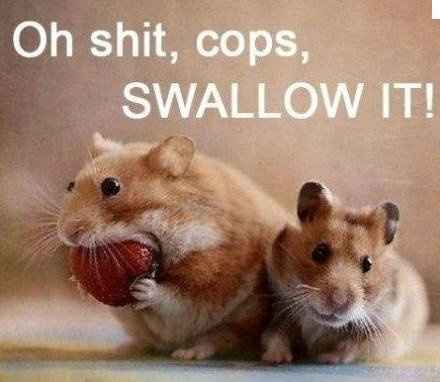 It's Friday!!  Let's be animals!