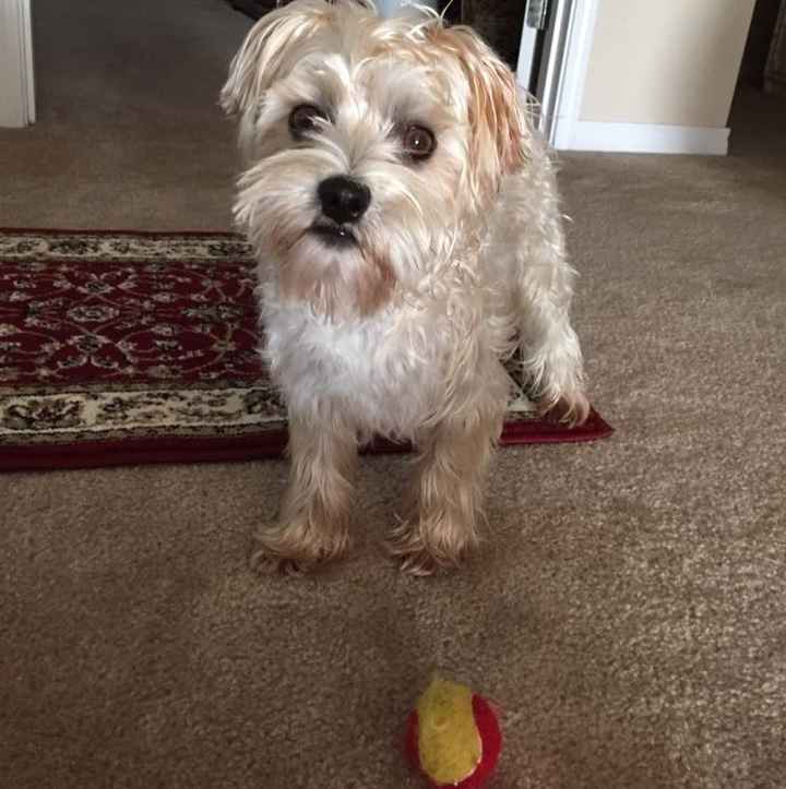 NWR- Furbaby Appreciation Post