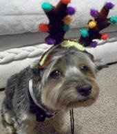 Let's see some FUR babies!