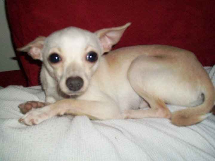 Let's see some FUR babies!