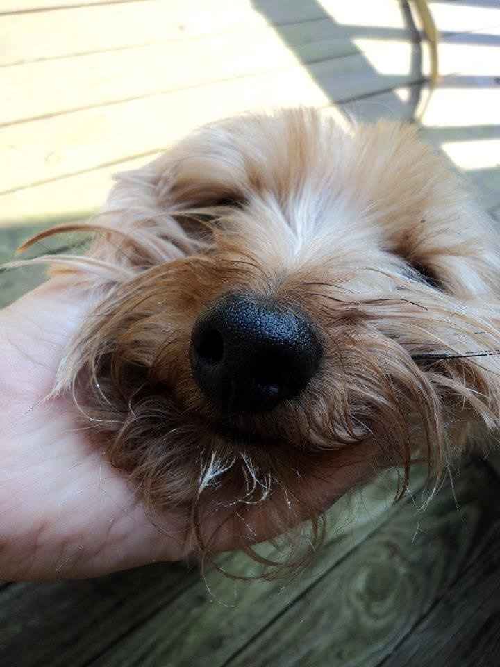 Lets see those puppies that we share with our FHs!