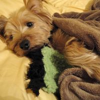 Keeping my mind of my wedding...Show me your dog:)!!**Pics