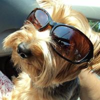 Keeping my mind of my wedding...Show me your dog:)!!**Pics