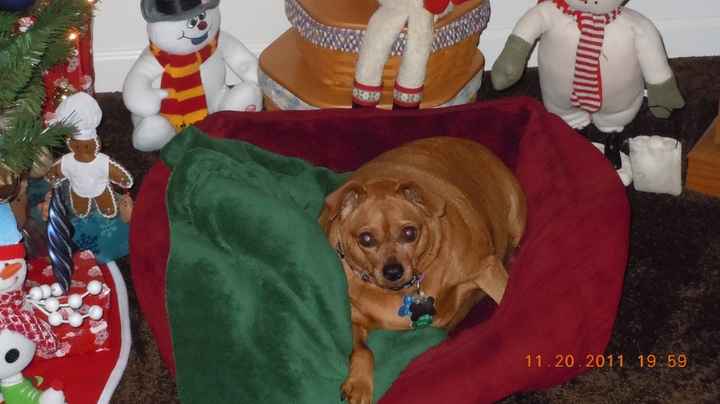 Keeping my mind of my wedding...Show me your dog:)!!**Pics