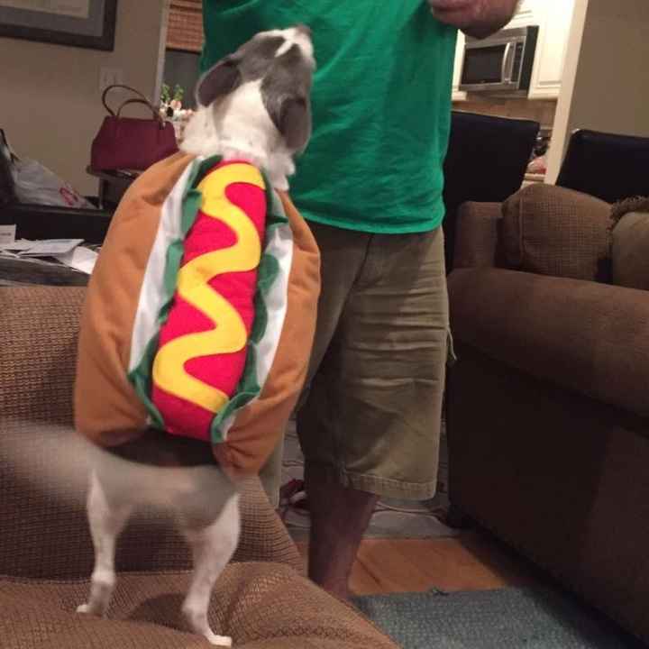 NWR: Do your pets celebrate Halloween?