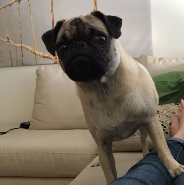 Furbabies?(non wedding post)