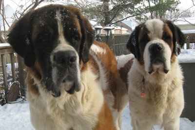 Let's see your pets!