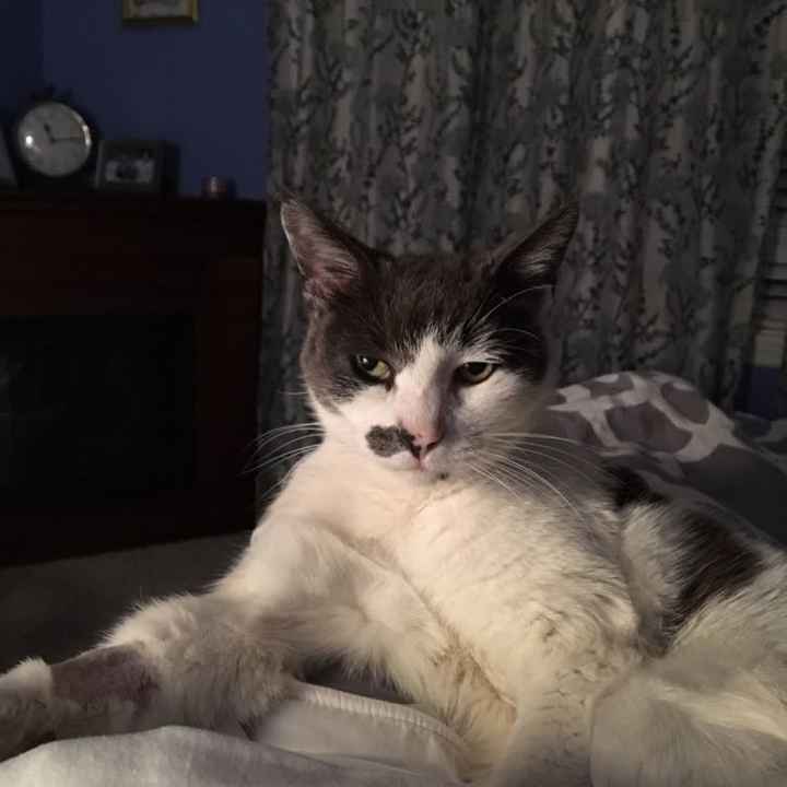 NWR- Cat kidney disease- any advice?