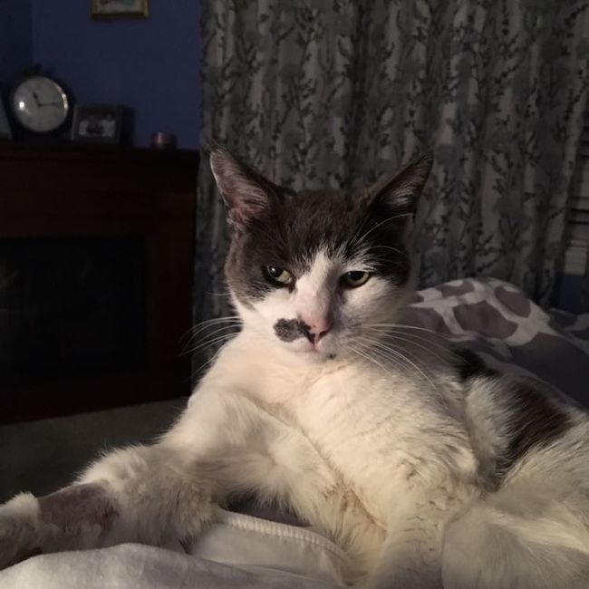 NWR- Cat kidney disease- any advice?