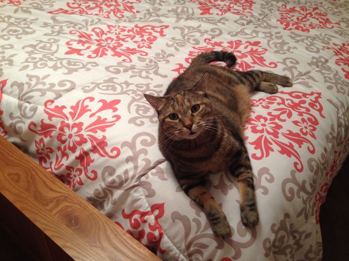 Fursday - Cats!