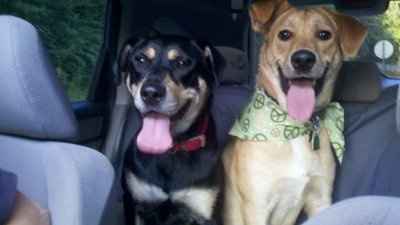 NWR: Furry Friends