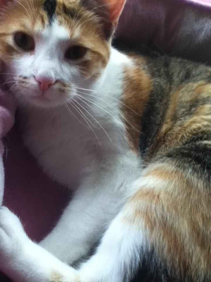 Since we are getting to know each other and everyone LOVES their fur babies!