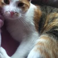 Since we are getting to know each other and everyone LOVES their fur babies!