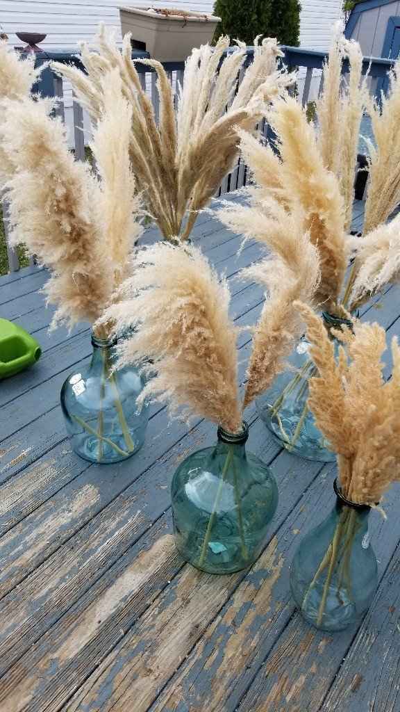 Pampas grass - 1