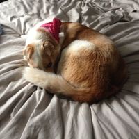 Has anyone made a Fursday thread yet?