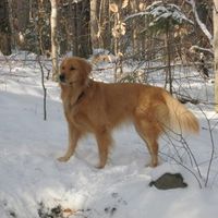 Let's see your pets!