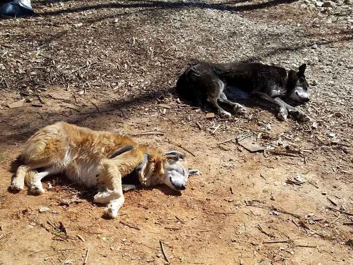 NWR: Losing our husky