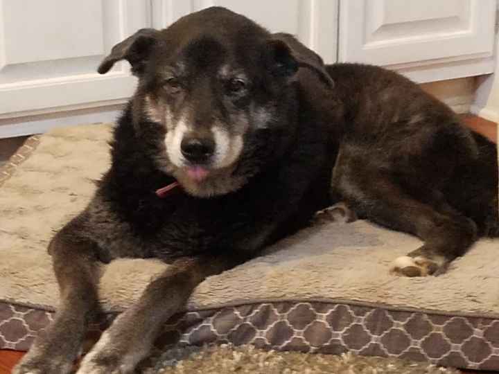 NWR:  Had to put my oldest dog to sleep today