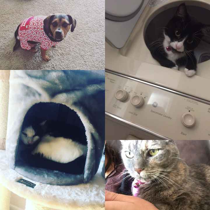 KWR: Who else missed their pets?