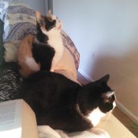 NWR: Meet our new furbaby!