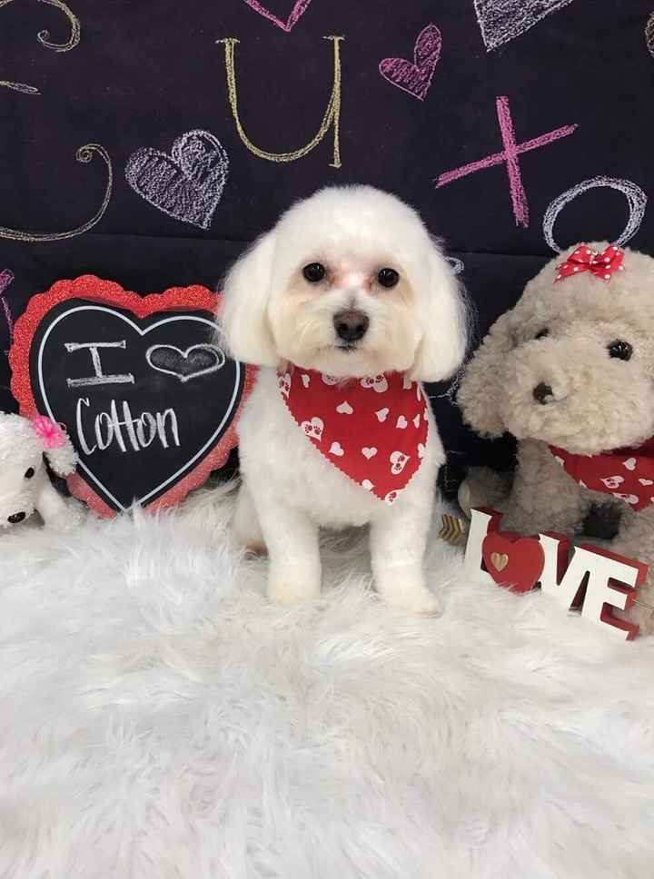 Cotton: fur baby #1!