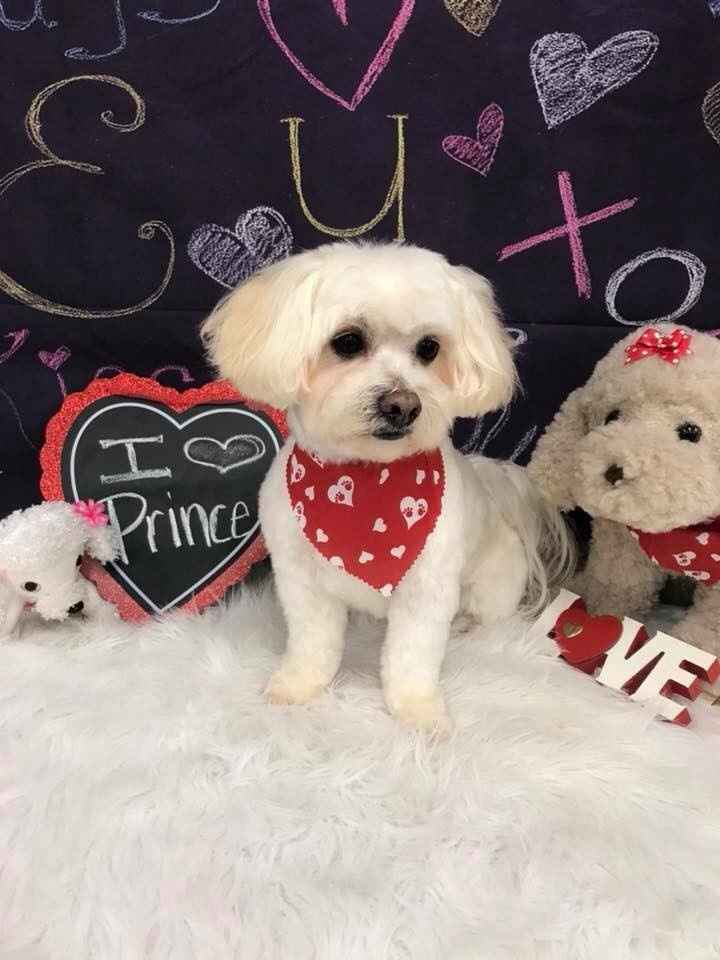 Prince: fur baby #2!