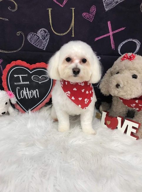 Cotton: fur baby #1!