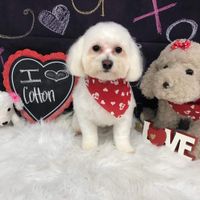 Cotton: fur baby #1!