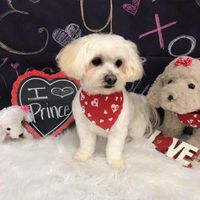 Prince: fur baby #2!